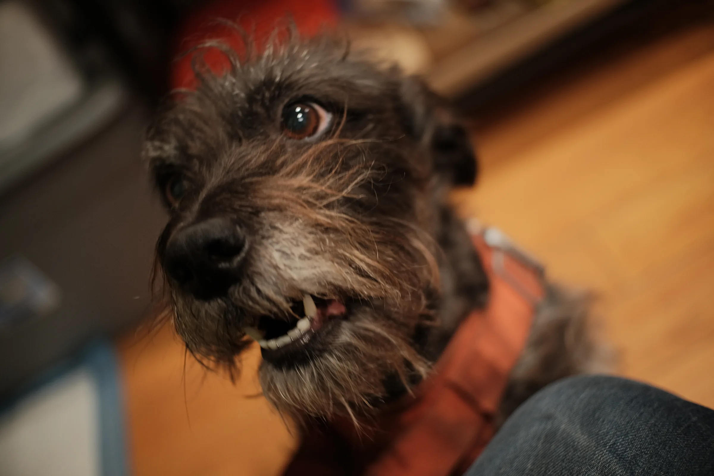 untitled_dog