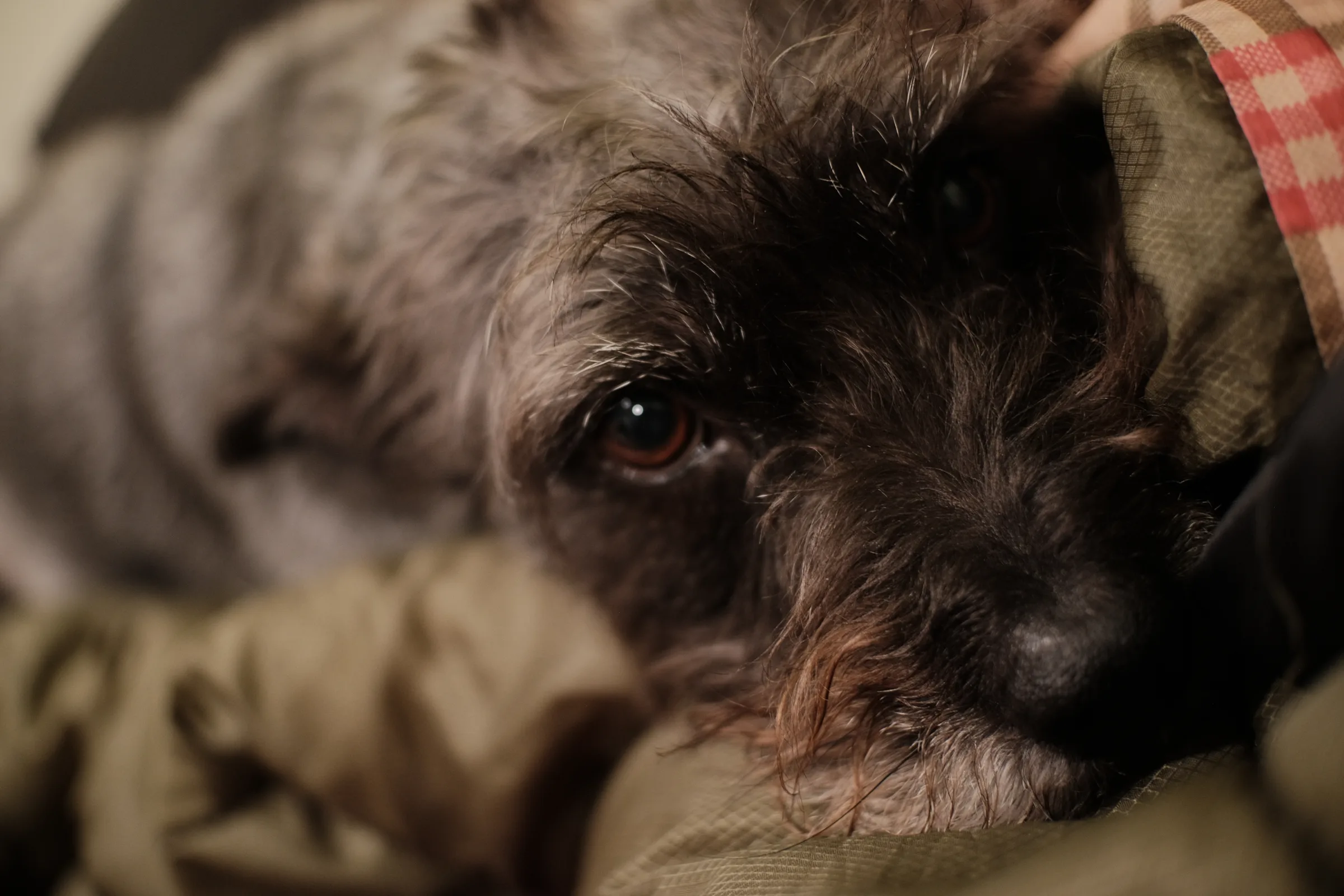 untitled_dog