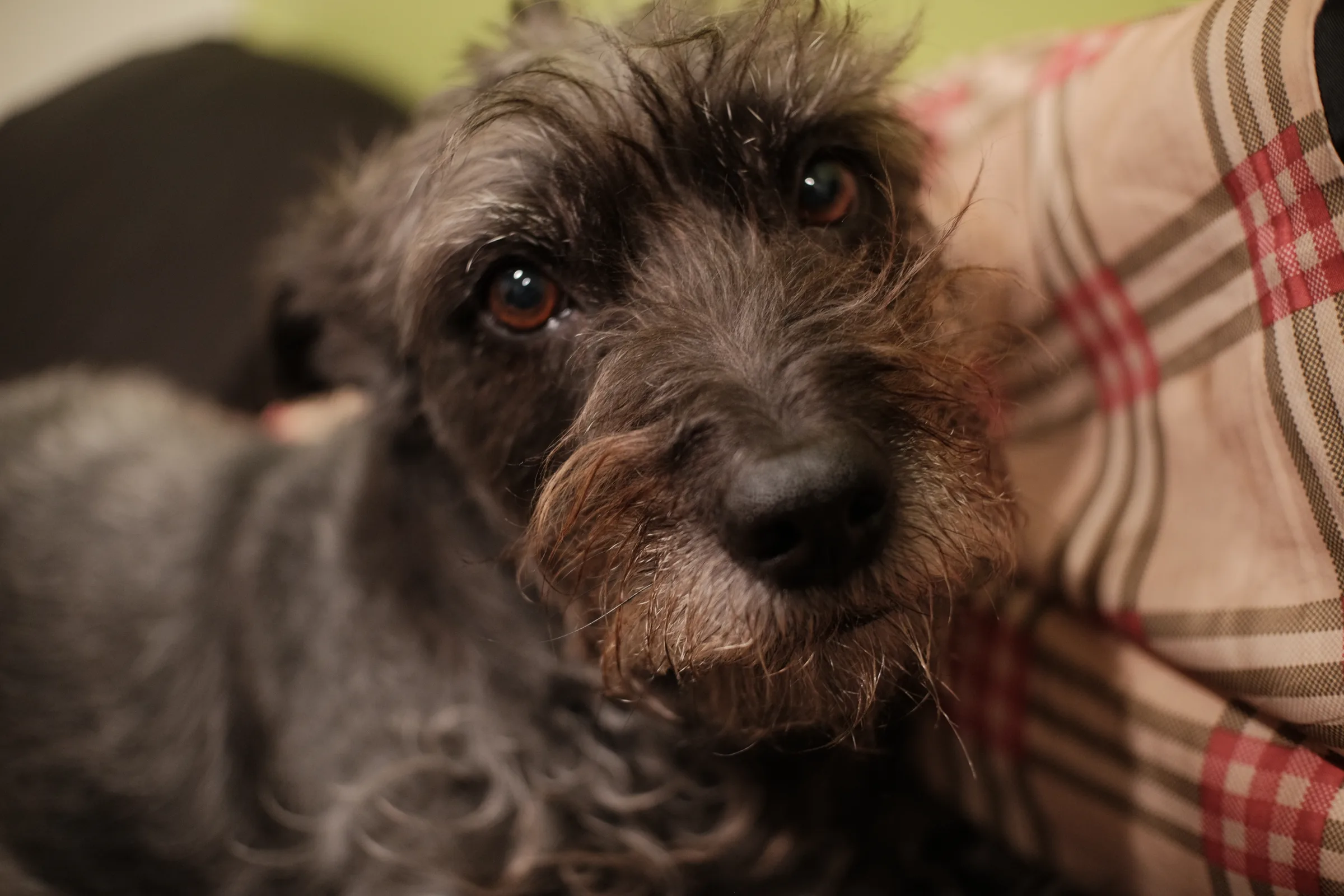 untitled_dog