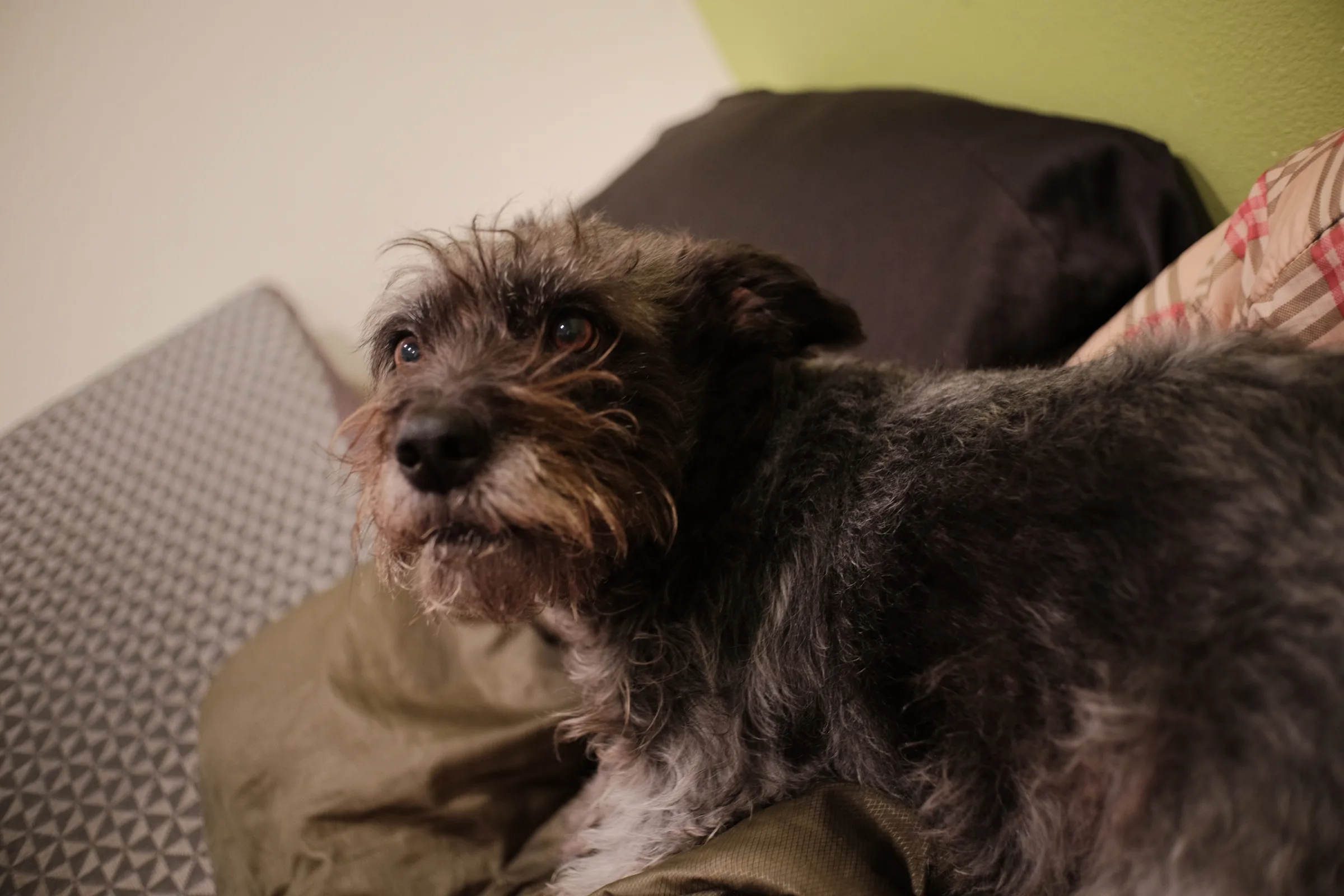 untitled_dog