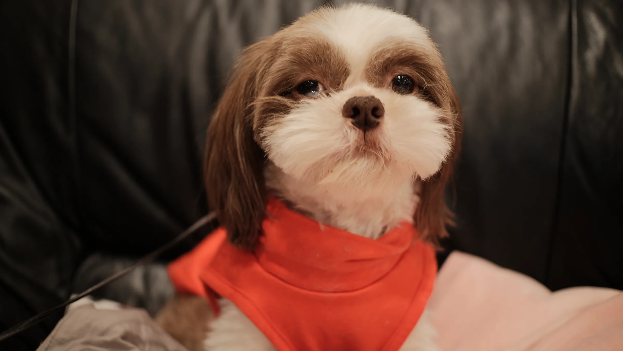 untitled_dog